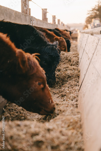 Cows in Rural Kansas at the Farm Eating Feed 