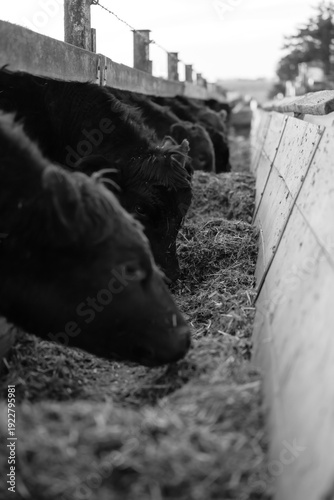 Cows in Rural Kansas at the Farm Eating Feed 