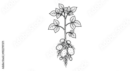 Botanical illustration of a potato plant with roots and tubers