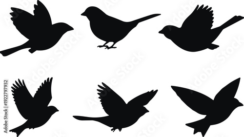 Flying bird silhouette set showing various wing positions and perched pose, wildlife nature vector illustration isolated background