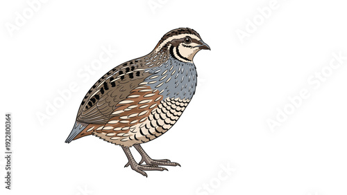 Detailed illustration of a common quail with brown and grey speckled feathers standing against a plain white background.