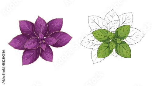 Detailed illustrations of two bunches of fresh basil leaves, one purple variety and one green variety, shown on a white background.