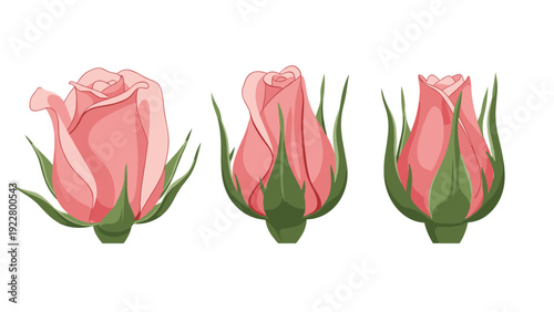 Three beautiful pink rose buds at different stages of opening with green sepals and stems isolated on a white background.