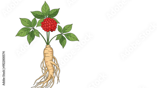 Medicinal ginseng root with its green leaves and bright red berries is illustrated on a white background to show the whole plant.