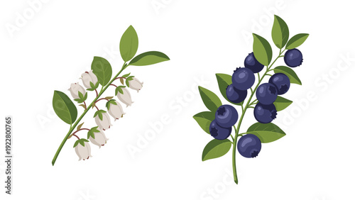 Blueberry plant lifecycle featuring a branch with white bell-shaped flowers and a branch with ripe dark blue berries.