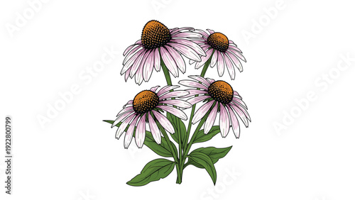 Purple echinacea flowers with spiky orange centers and green leaves are illustrated for herbal and medicinal concepts.
