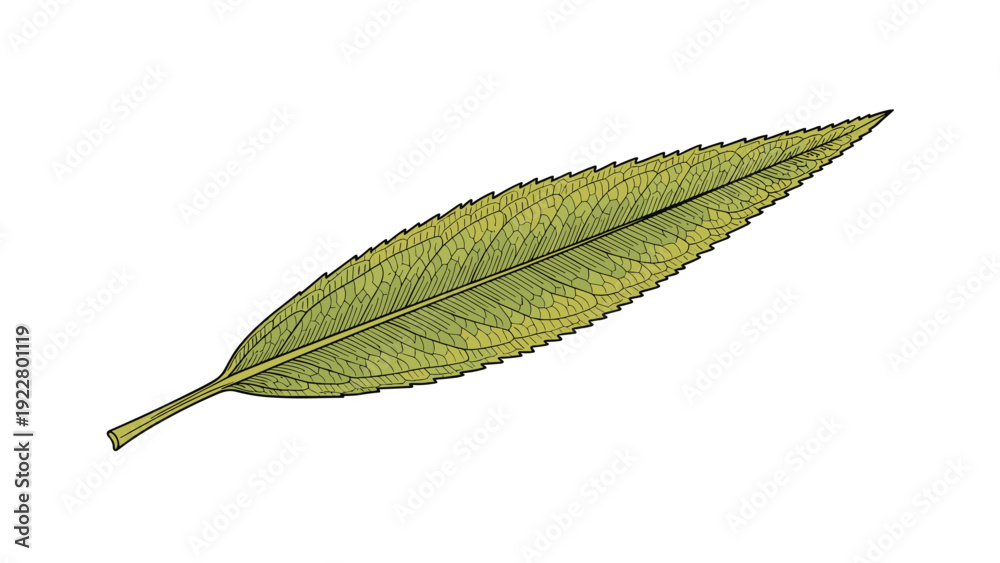 Fototapeta premium Green willow leaf with detailed veins isolated on a white background, perfect for botanical illustrations and nature designs.