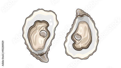 Pair of fresh open oysters showing the delicate internal meat and textured shell against a clean white background for seafood cuisine.