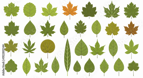 Collection of diverse autumn leaves in various shapes, sizes, and colors, perfect for seasonal design and nature themes.