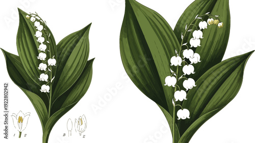 Beautiful lily of the valley flowers blooming with lush green leaves
