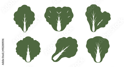 Napa cabbage leaf clean abstract modern vector