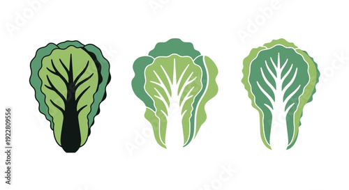 Napa cabbage leaf minimal abstract style vector