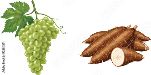 Green grape cluster and cassava roots isolated on white, fresh fruit and tropical crop illustration for agriculture, food ingredients, and nutrition concepts