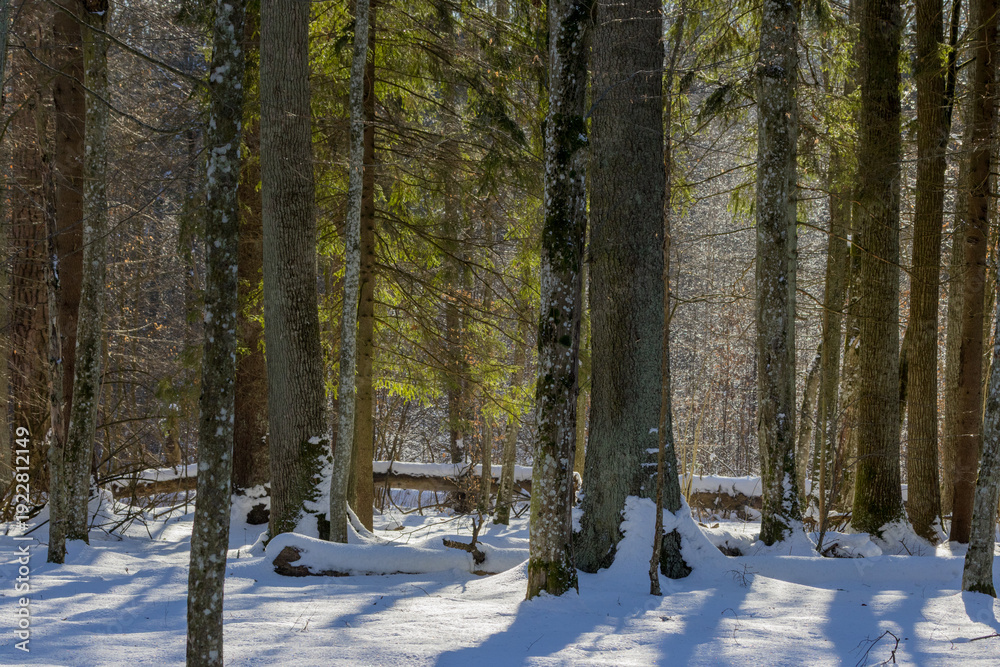 Fototapeta premium Snowy forest trees receiving warm winter sunlight