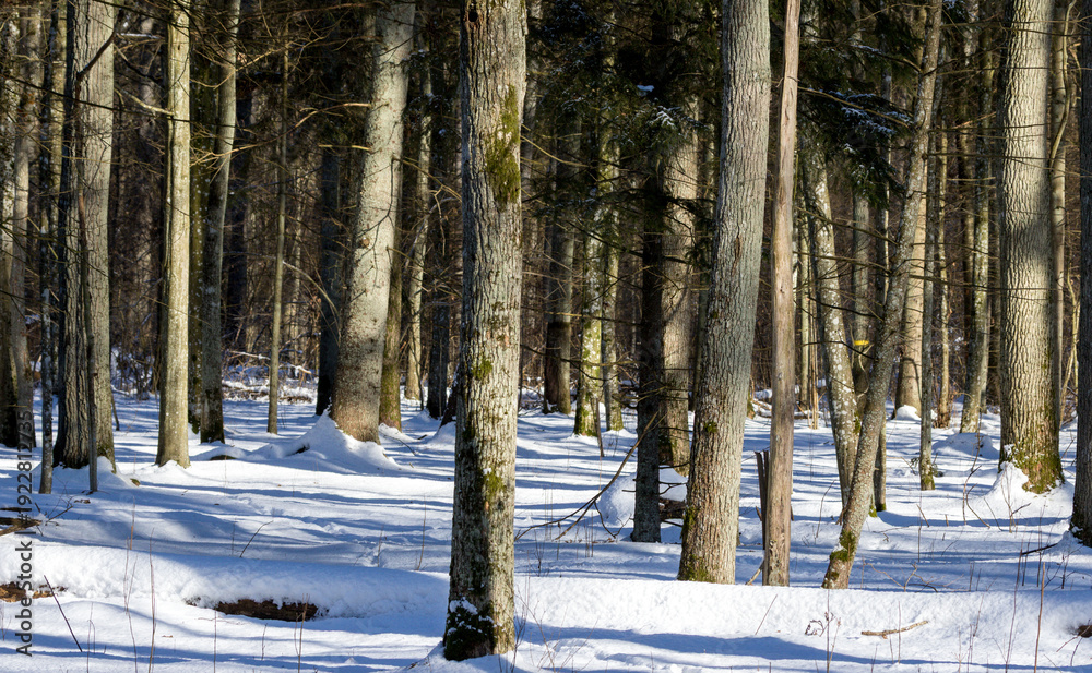 Fototapeta premium Forest trees standing in fresh winter snow