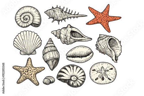 Hand-drawn vintage illustrations of diverse seashells and starfish arranged on a black background. The collection features detailed sketches of a nautilus, scallop, and sand dollar.