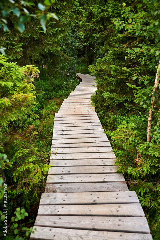 Fototapeta premium Wooden Boardwalk Through a Lush Harz Forest