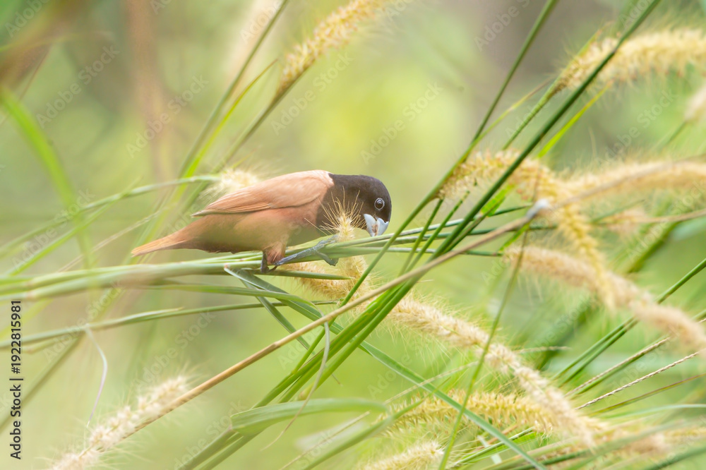 Obraz premium A small munia perched on wild grass seeds in a lush green natural background. The bird features a pale white head, chestnut brown wings, and a thick bluish bill, captured in soft natural light with sm