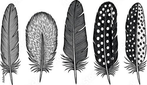 Feather vector illustration set, bird plumage, spotted feather, fluffy feather, decorative design, natural texture, black white, artistic pattern