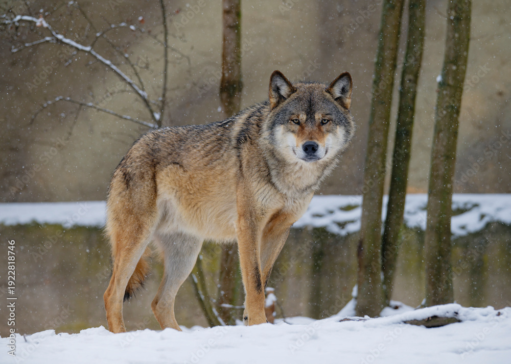 Fototapeta premium European wolf Canin Lupus in natural habitat. WIld life. Timber wolf in snowy winter forest.