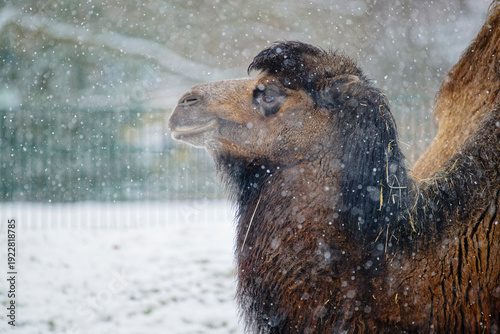 Portrait of camel in winter in a snowstorm