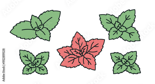 Mint leaf Line art soft elegant style illustration