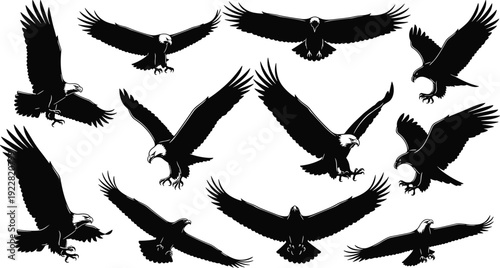 Black eagle silhouette set featuring majestic bald eagles flying soaring and landing isolated on white for nature wildlife and patriotic design