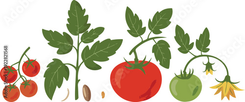 Cherry Tomato Outline Icons  Plant, Fruit & Flower Elements