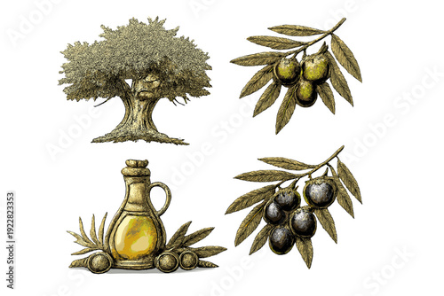 A vintage-style illustration set featuring an olive tree, branches with green and black olives, and a glass bottle filled with golden olive oil on a black background.