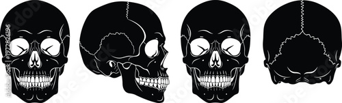 Collection of human skull silhouettes in various views, featuring front, side, and back profile angles for medical and spooky designs.