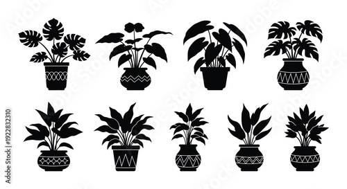 Collection of potted indoor plants in a minimalist black and white style