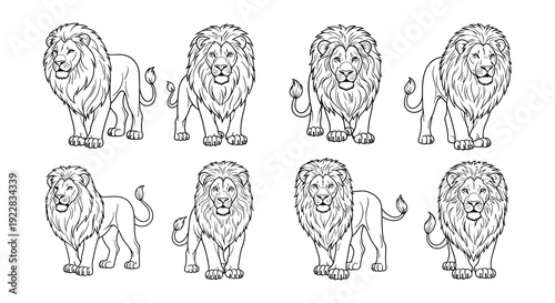 Line art illustration depicting multiple views of a majestic male lion