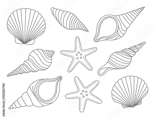 Collection of Seashells and Starfish