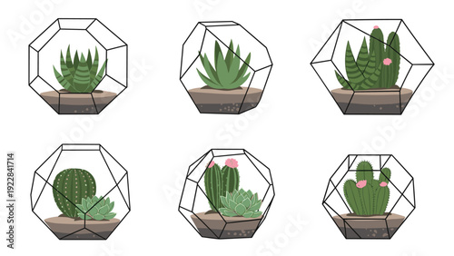 Collection of various green succulent plants and cacti growing inside stylish geometric glass terrariums on white background.