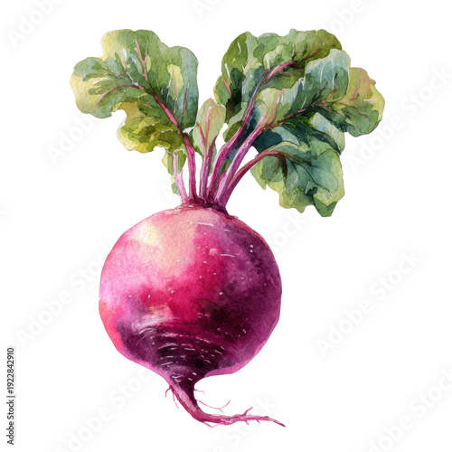 Fresh Watercolor Radish with Green Leaves and Vibrant Colors