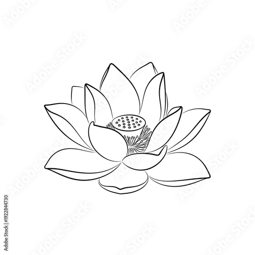 Elegant Lotus Flower Line Art Drawing on White Background