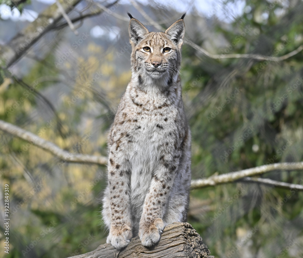 Fototapeta premium Luchs