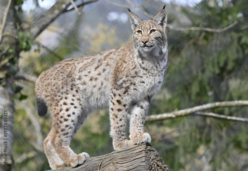 Fototapeta premium Luchs