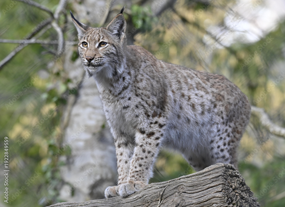 Fototapeta premium Luchs
