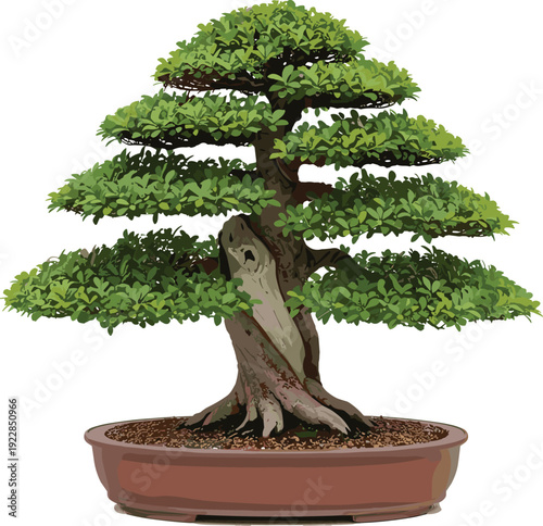 Bonsai tree in brown pot with green leaves on white background plant