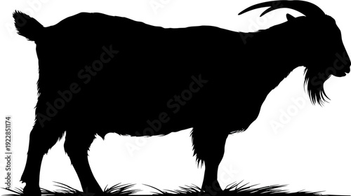 Black goat silhouette standing side view on grass. Farm animal graphic icon, design element, or mascot isolated on white.