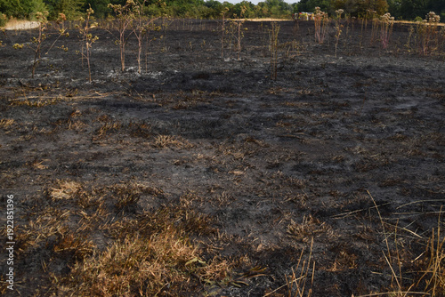 Charred, burnt landscape in the aftermath of a grass wildfire