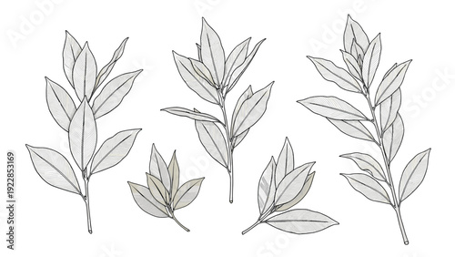 Collection of various hand-drawn leaves and small branches showcases different shapes and textures for botanical design elements.