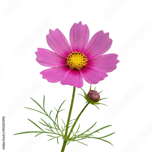 A vibrant pink cosmos flower with delicate petals and a yellow center isolated on transparent background