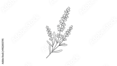 Delicate line art drawing of a lavender flower sprig with fine leaves and small blossoms on a clean white background.