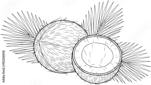 Detailed Line of Whole Coconut and Halved Coconut with Palm Fronds White Background