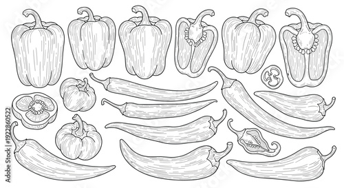 Detailed line art sketches of various peppers including bell peppers, chili peppers, and cross-sections for culinary themes.
