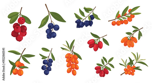 Collection of different wild berry bunches including blueberries, cranberries, and sea buckthorn with green leaves on a white background.