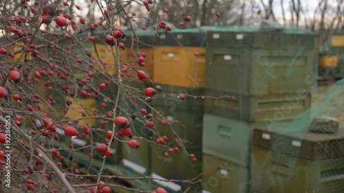 Overcast winter scene showing styrofoam beehives protected with bird netting, with wild rose hips prominently visible in the foreground