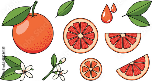 Fresh Grapefruit Vector Set with Whole Fruit Slices Half Cut Green Leaves and Citrus Flowers Isolated on White Background